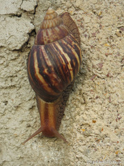 Achatinidae