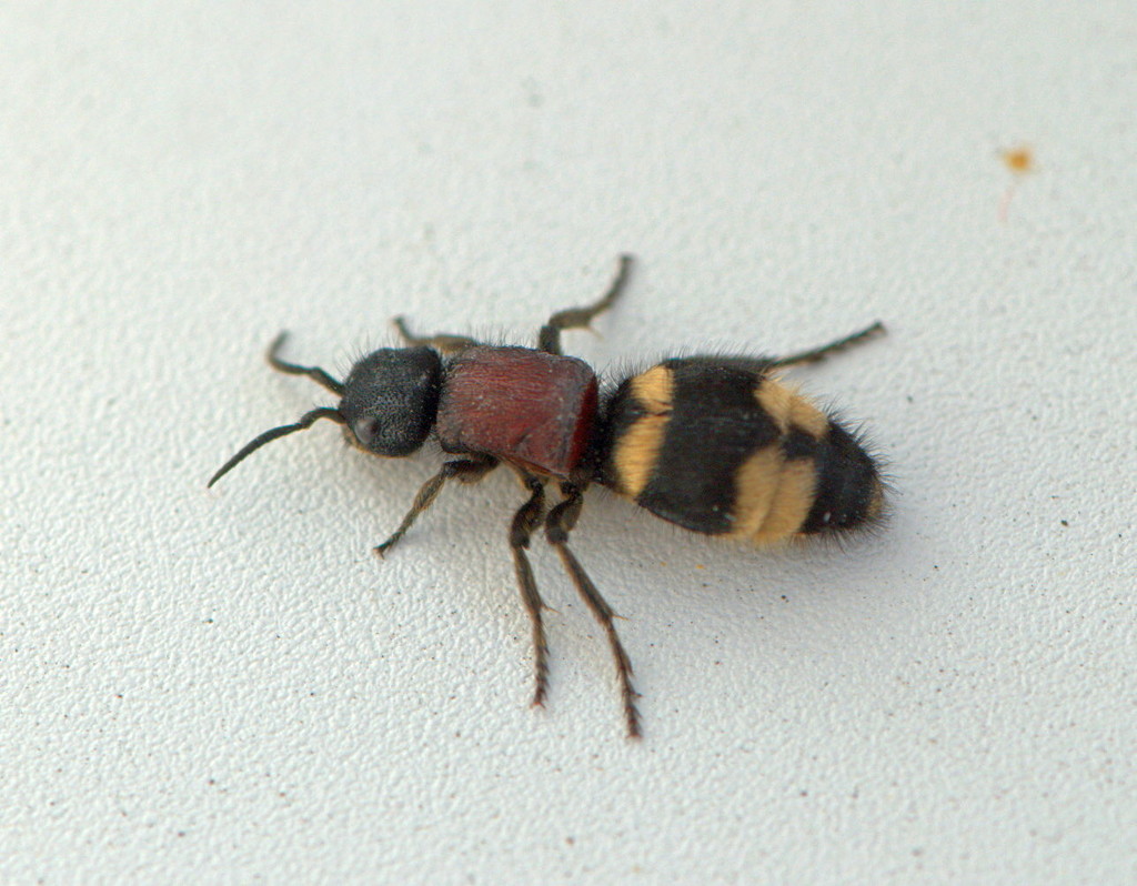 Genus Mutilla  iNaturalist