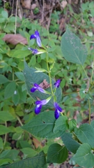 Salvia caudata