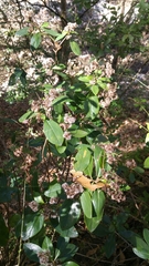 Ageratina viburnoides