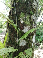 Serpocaulon dasypleuron