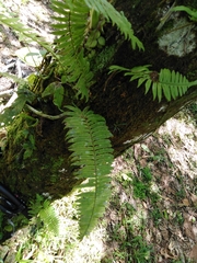 Serpocaulon dasypleuron