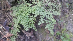 Adiantum tricholepis
