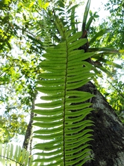 Serpocaulon dasypleuron