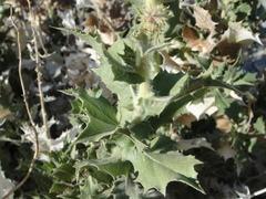 Ambrosia ilicifolia