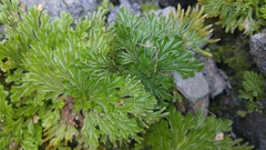Selaginella pilifera