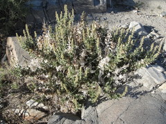 Ambrosia ilicifolia