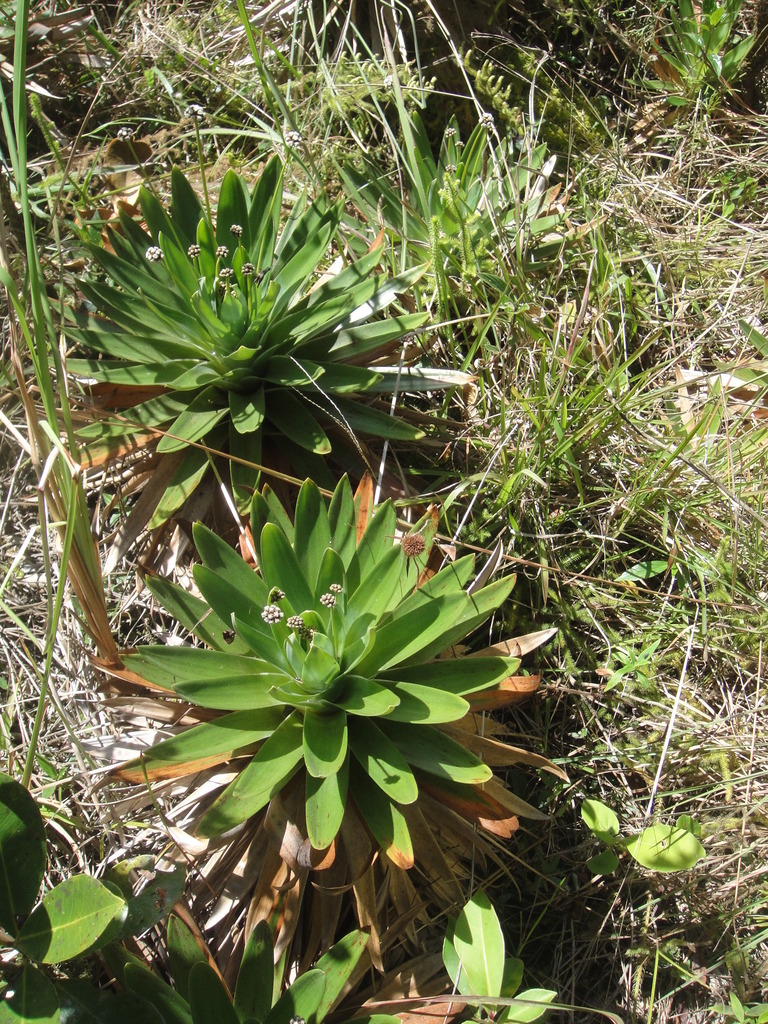 Paepalanthus usterii