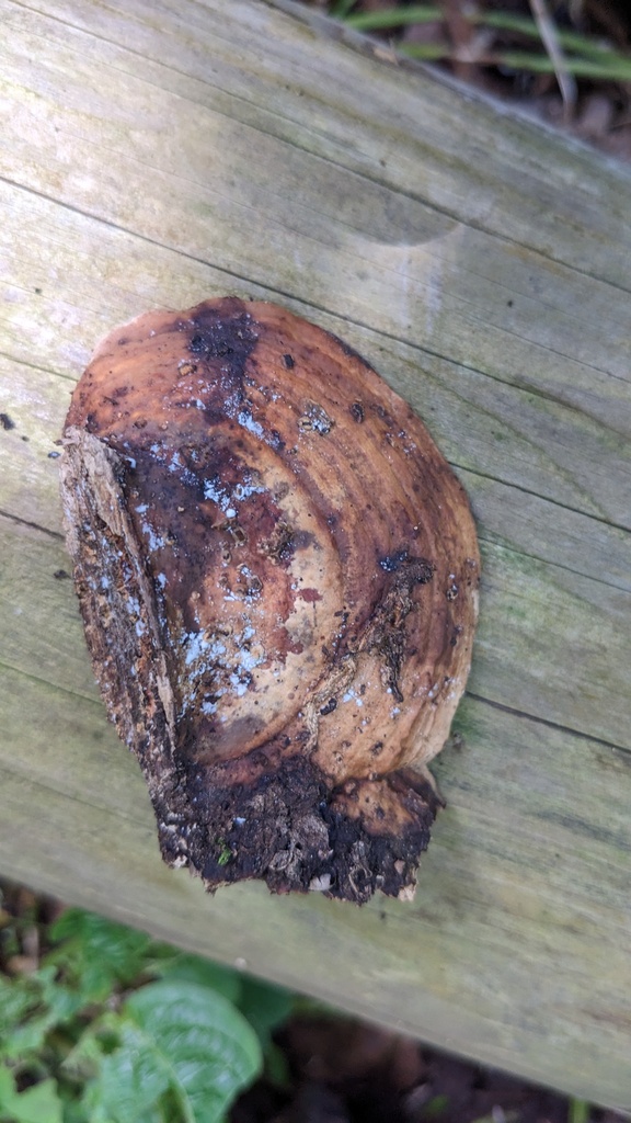 Fomitopsis dickinsii · June 2023 · photo: © atsushi_nakajima_cirque (iNaturalist, cc-by)