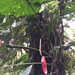 Anthurium bustamanteae - Photo (c) Diego F. Cisneros-Heredia, some rights reserved (CC BY-SA), uploaded by Diego F. Cisneros-Heredia