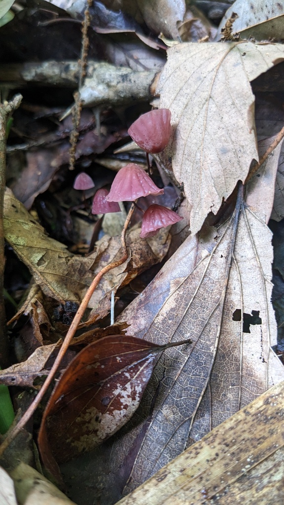Marasmius pulcherripes · June 2023 · photo: © atsushi_nakajima_cirque (iNaturalist, cc-by)