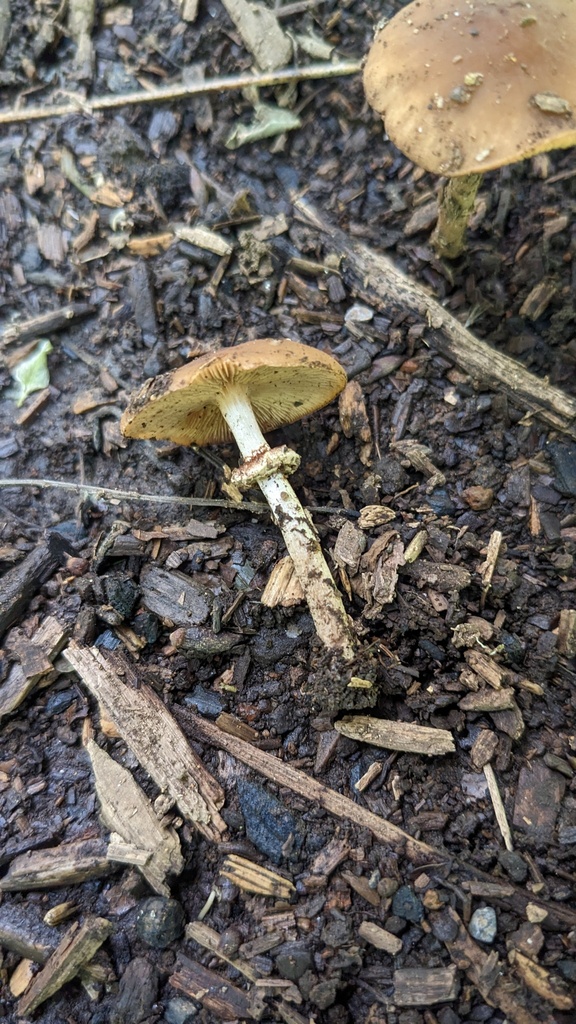 Cyclocybe erebia