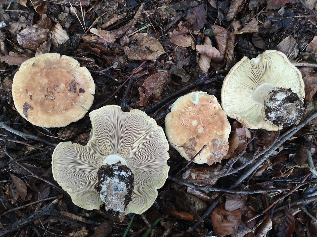 Leucopaxillus compactus from Südoststeiermark, Österreich on August 5