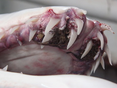 Anthosoma crassum