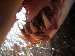 Anthosoma crassum