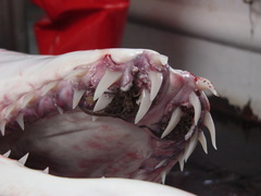 Anthosoma crassum