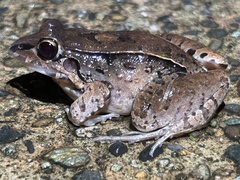 Turbo White-Lipped Frog photo 4
