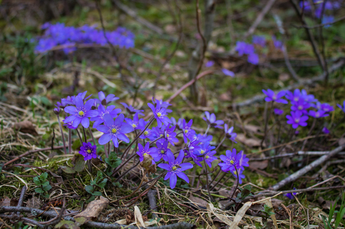 Triskiautė žibuoklė nuotrauka