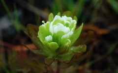 Castilleja ambigua