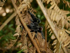 Grammostola