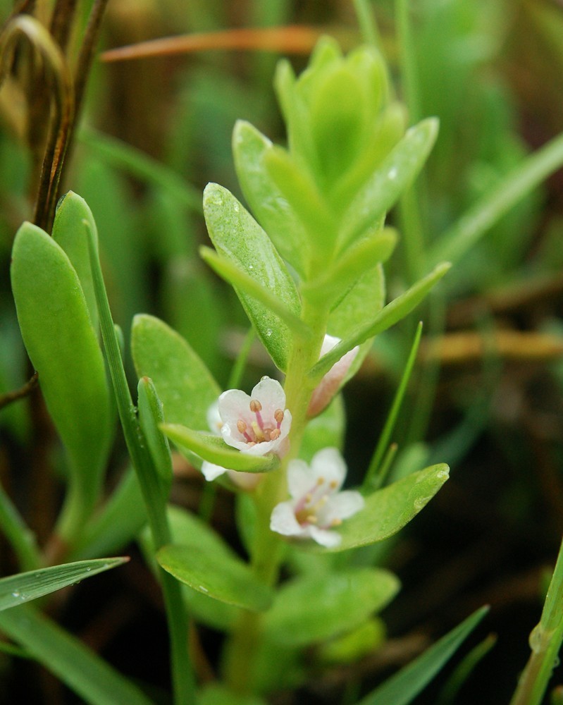 Sea Milkwort