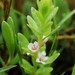Sea Milkwort - Photo (c) Mike Patterson, some rights reserved (CC BY-NC)