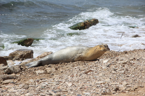 Mediterranean Monk Seal