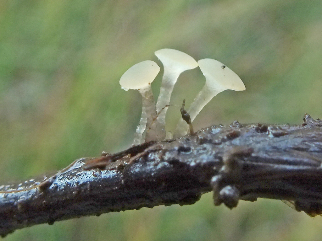 Ombrophila