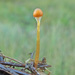 Galerina jaapii - Photo (c) Иван Матершев, some rights reserved (CC BY-NC), uploaded by Иван Матершев