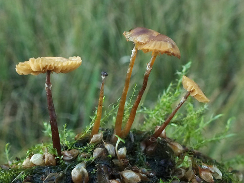 Galerina jaapii image