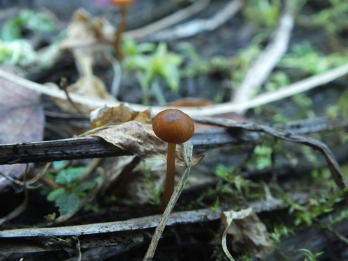 Galerina jaapii image