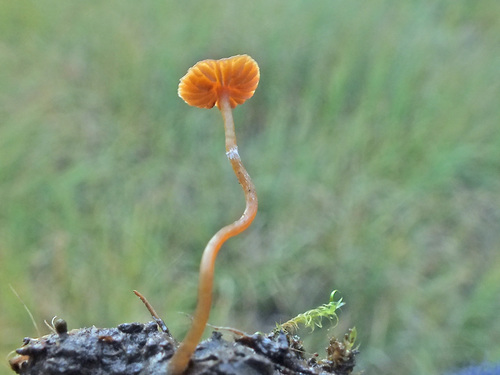Galerina jaapii image
