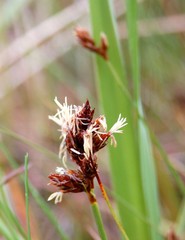 Carex pansa