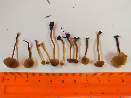 Galerina jaapii image