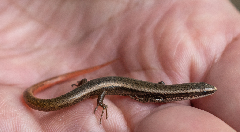 Roraima Tegu