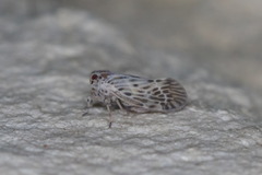 Cedusa maculata
