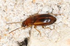 Bradycellus rupestris