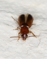 Bradycellus rupestris