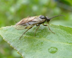 Euura destricta