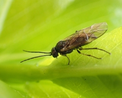 Euura destricta