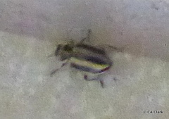 Paranaemia vittigera