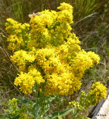 Solidago spectabilis