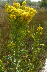 Solidago spectabilis