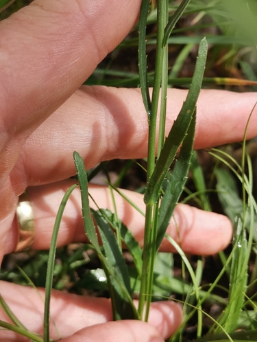 Leucanthemum platylepis, photograph 5