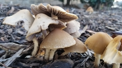 Candolleomyces candolleanus