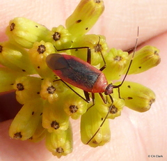 Adelphocoris rapidus