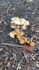 Candolleomyces candolleanus