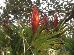 Tillandsia imperialis