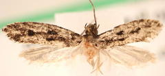Niditinea orleansella