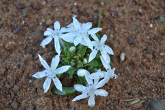 Lapeirousia plicata